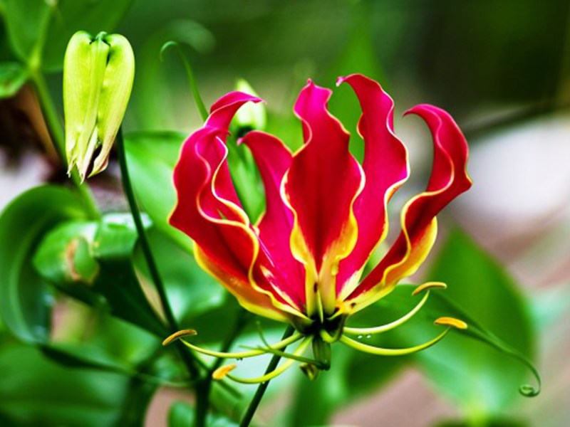 The flower of glory is gloriosa, an unusual flower. Red blooming gloriosa in the garden.
