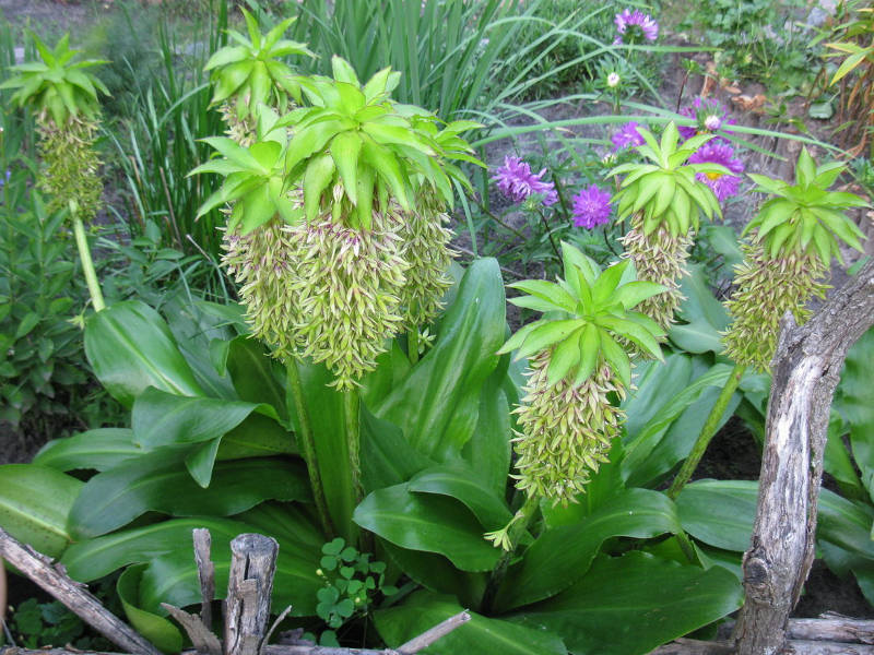 Eukomis bicolor (Eucomis Bicolor) - bulbous plant Eukomis bicolor gets along well at home.