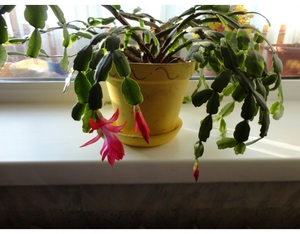 Features of the plant zygocactus