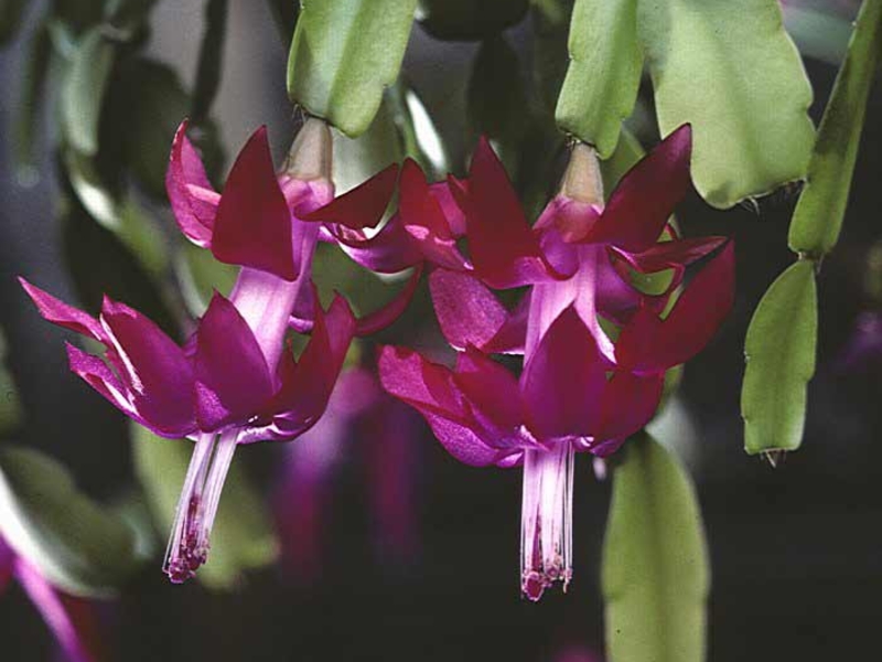 Zygocactus and its varieties