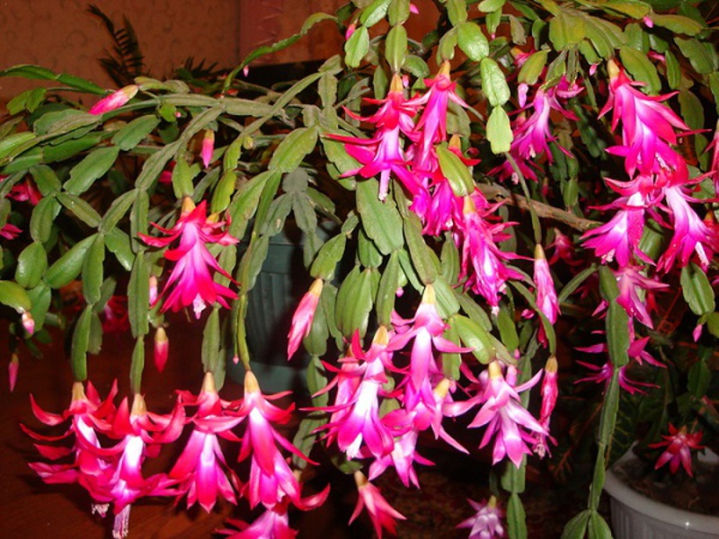 Flowering Decembrist or otherwise zygocactus