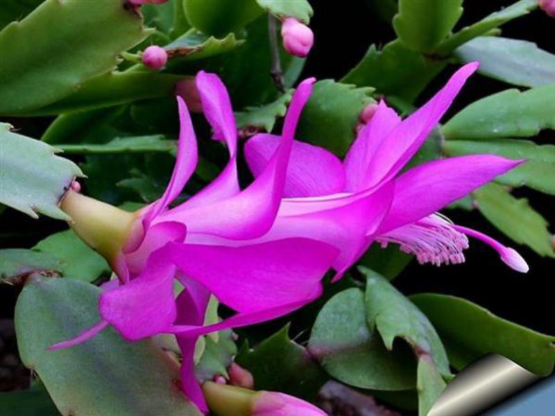 How to make a Decembrist bloom