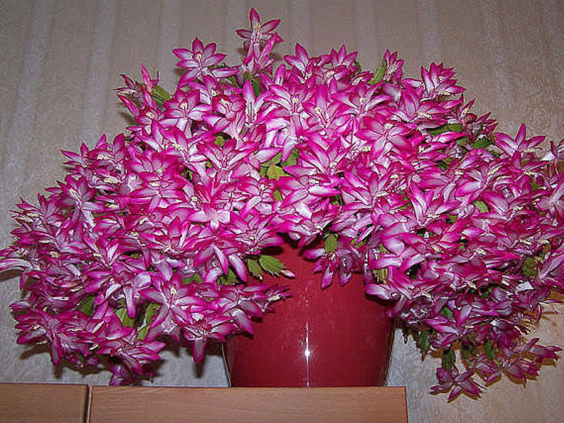 Flowering period of the Decembrist