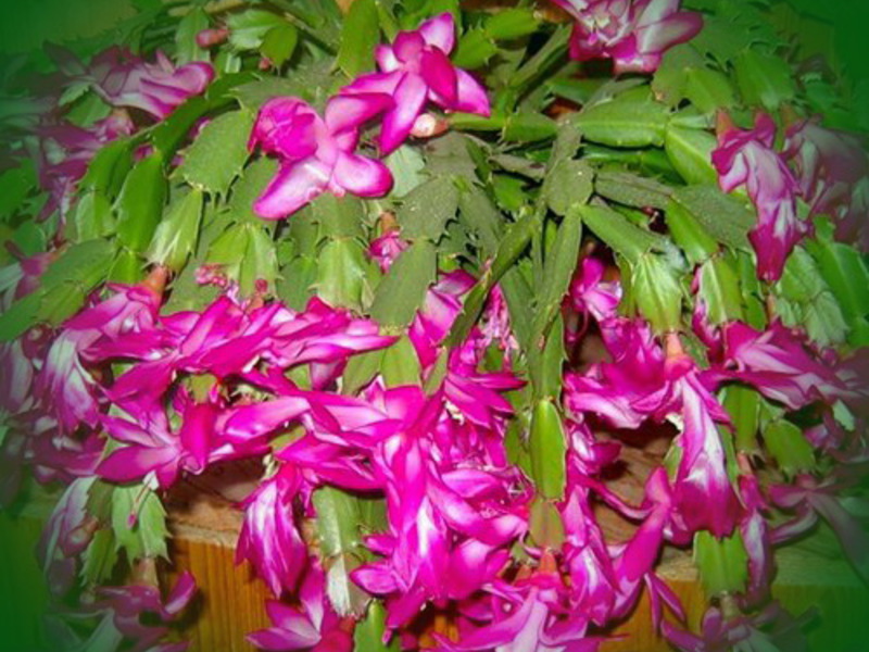 How to transplant zygocactus