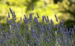 Growing lavender