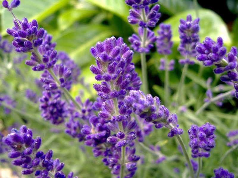 Medicinal properties of lavender