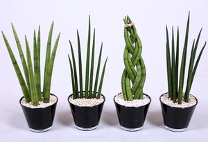 Rules for the care of shade-loving plants