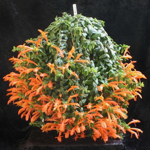 Planting an ampelous flower