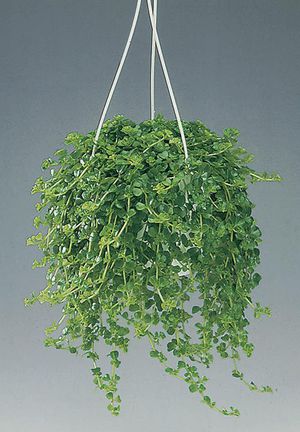 Ampel indoor plants