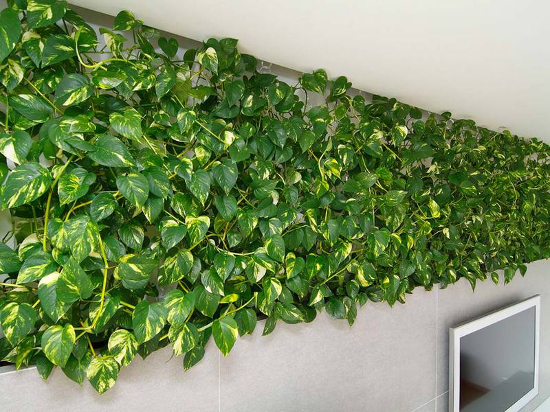 How to care for ampelous plants