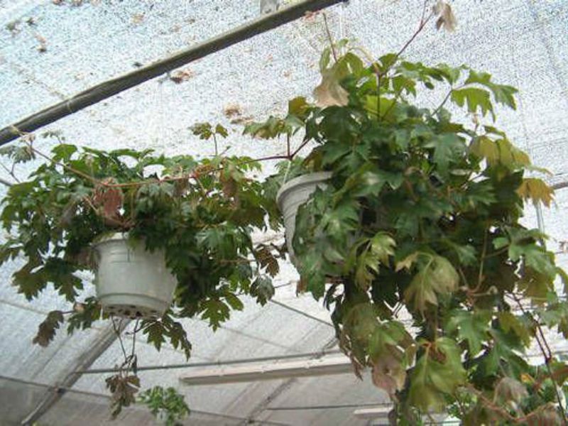 Ampel and climbing plants