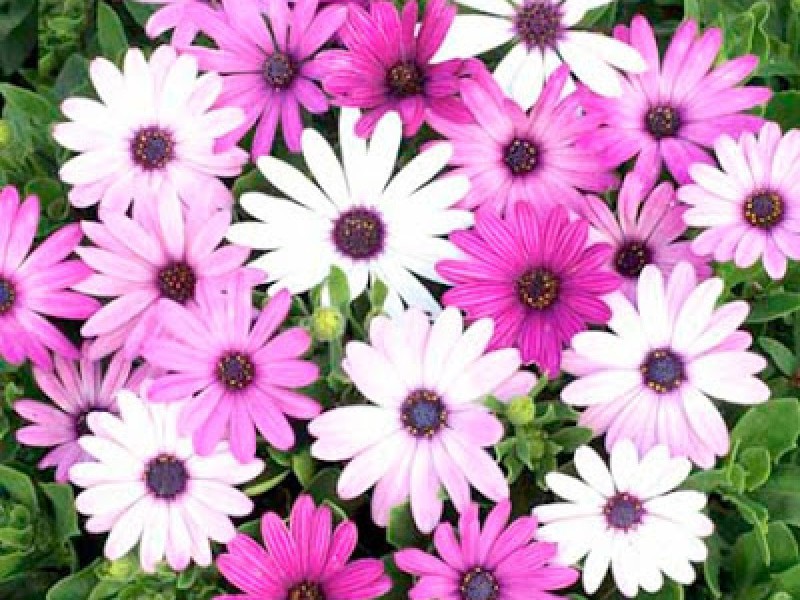 Osteospermum at home Seedlings of flowers - Osteospermum
