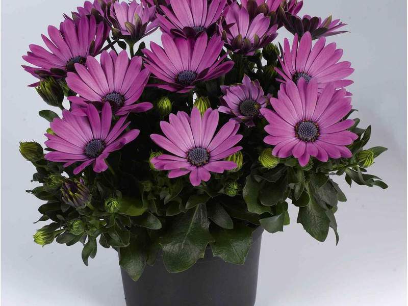 Beautiful Osteospermum flower Description of the Cape Daisy