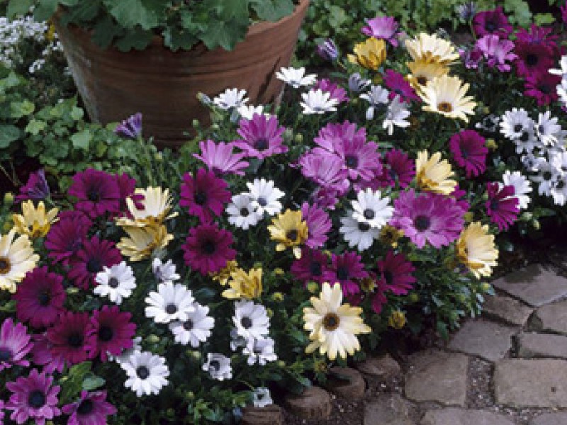 Osteospermum at the site Cape daisy