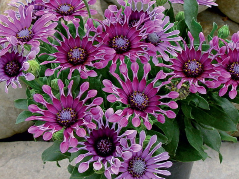 Osteospermum in a pot Breeding the osteospermum flower