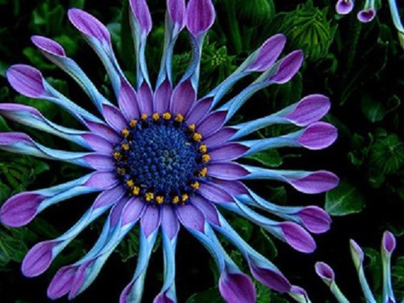 Osteospermum flower Cape daisy or Osteospermum
