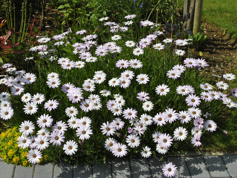 Growing Osteospermum on the site What does an osteospermum flower look like?