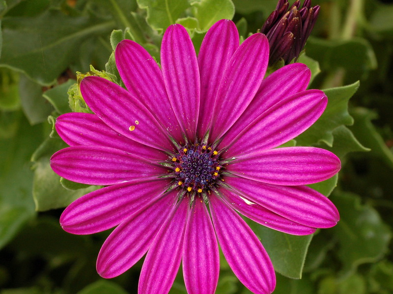 Osteospermum and growing conditions Conditions for the reproduction of osteospermum