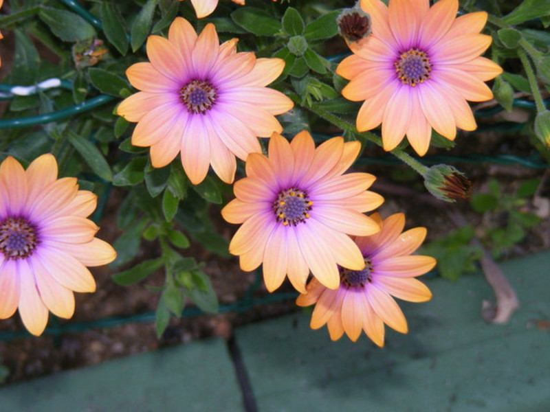 Multicolored Osteospermum Flowers Osteospermum in the garden