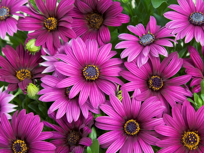 Osteospermum and its types Osteospermum mix