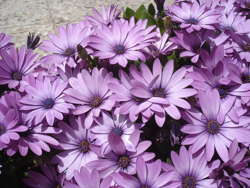 Description of the plant Osteospermum Cape daisy or Osteospermum