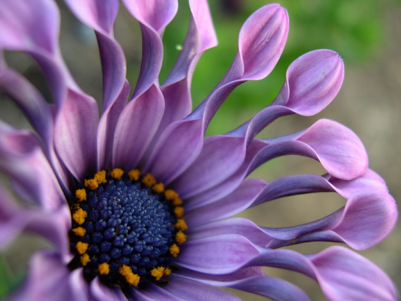 Osteospermum in bloom When osteospermum grows and blooms