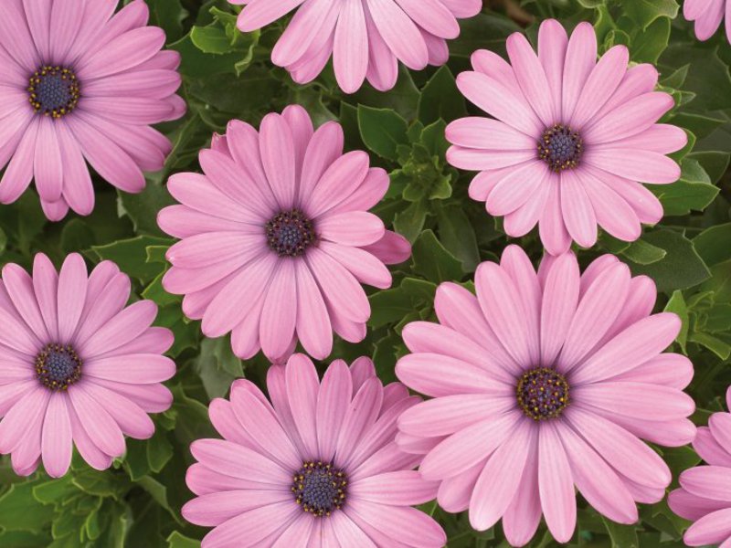 How to grow a flower Osteospermum Osteospermum growing methods