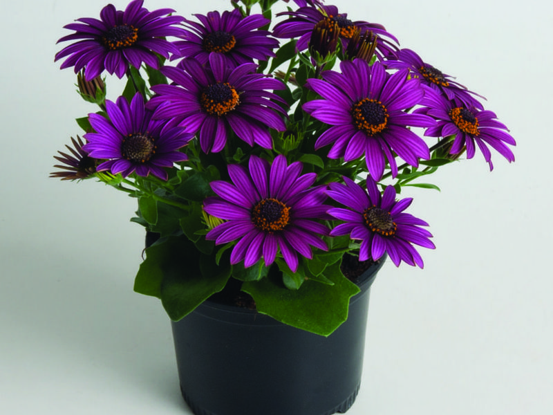 Beautiful flower for the room Osteospermum in the garden