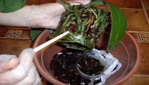Description of emergencies when an orchid transplant is needed