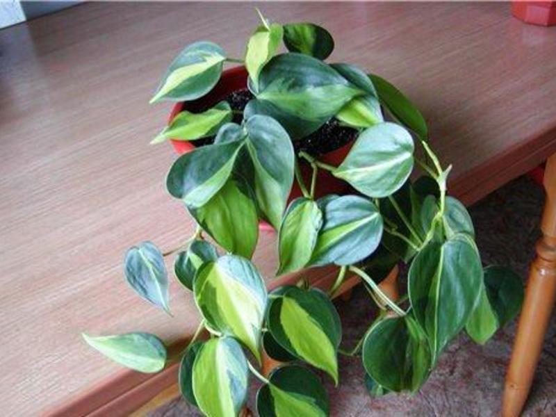 Climbing philodendron is a very interesting plant.