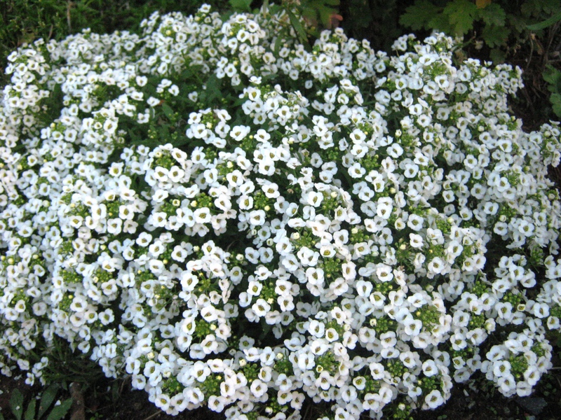 Lobularia club flowers Planting lobularia in flower beds