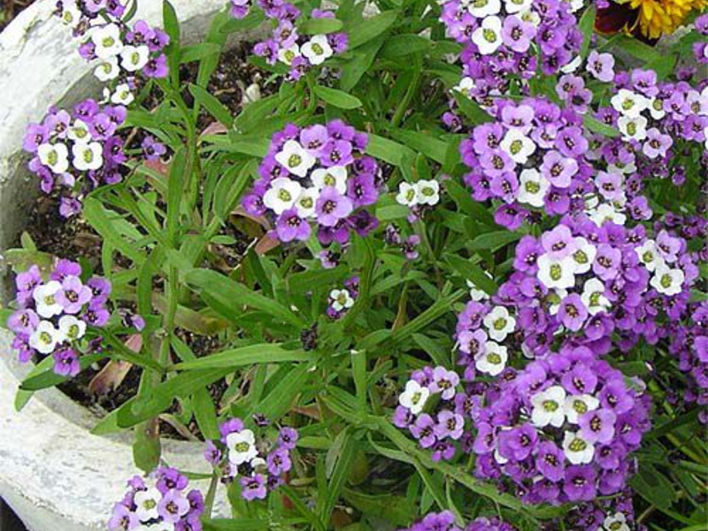 Lobularia: we grow seedlings How to grow seedlings of lobularia