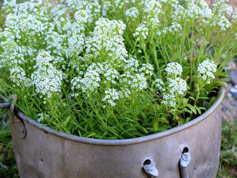 Self-planting lobularia Planting and caring for lobularia