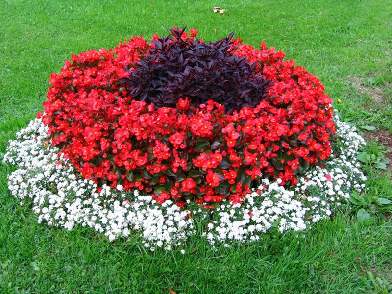 Lobularia: we grow seedlings Lobularia sea