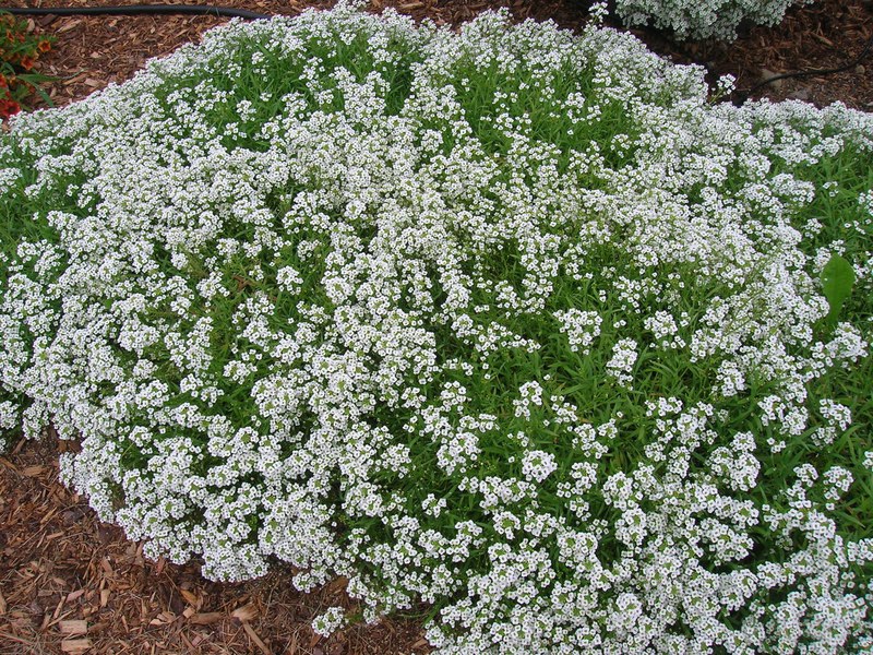 How Lobularia grows Description of the lobularia plant