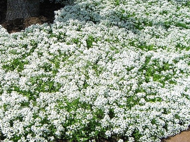 Lobularia sea Lobularia varieties