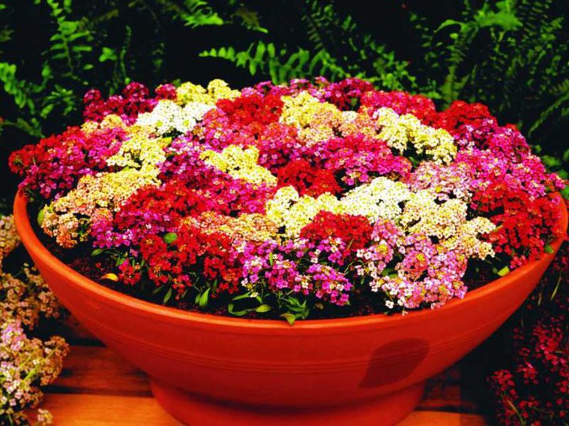 Lobularia: we grow seedlings Cultivation of lobularia