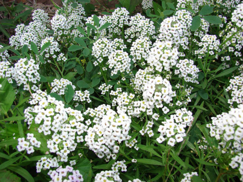Planting and caring for lobularia Lobularia sea