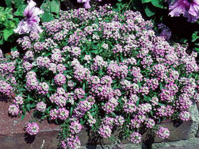 Self-planting lobularia How to plant a lobularia