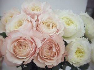 The bouquet of peony roses is very beautiful.