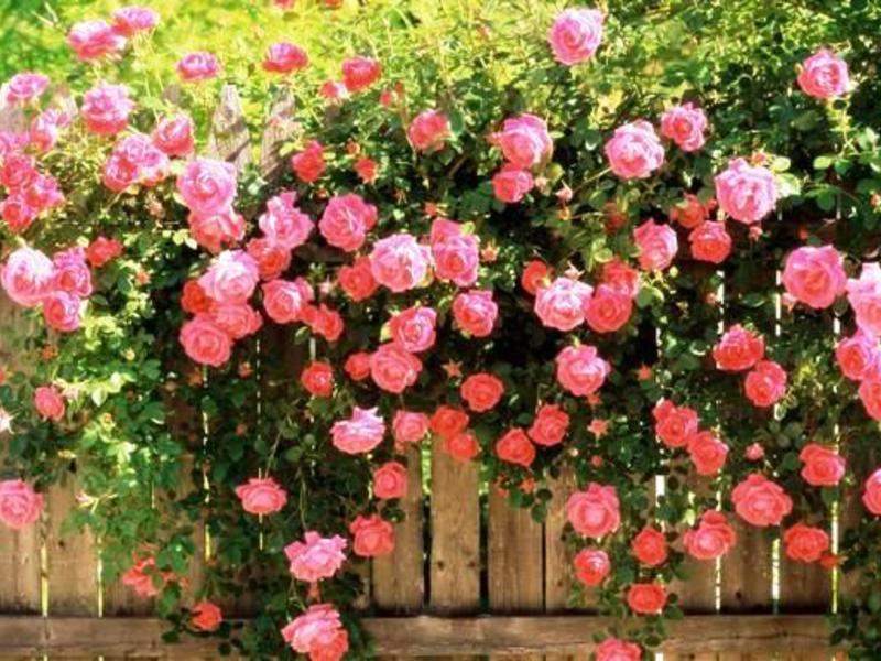 Peony roses hedge decoration The peony rose hedge is very beautiful.