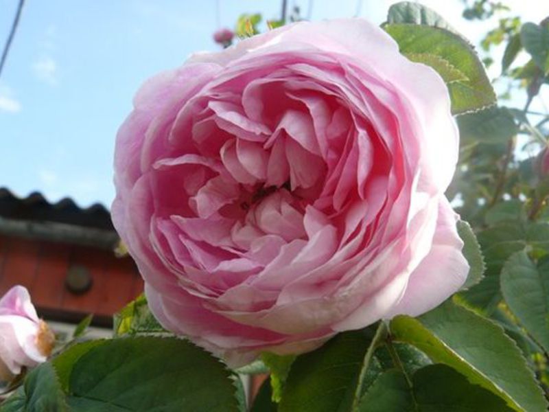 The bud of a peony rose is pink. Peony rose bud - close-up photo.