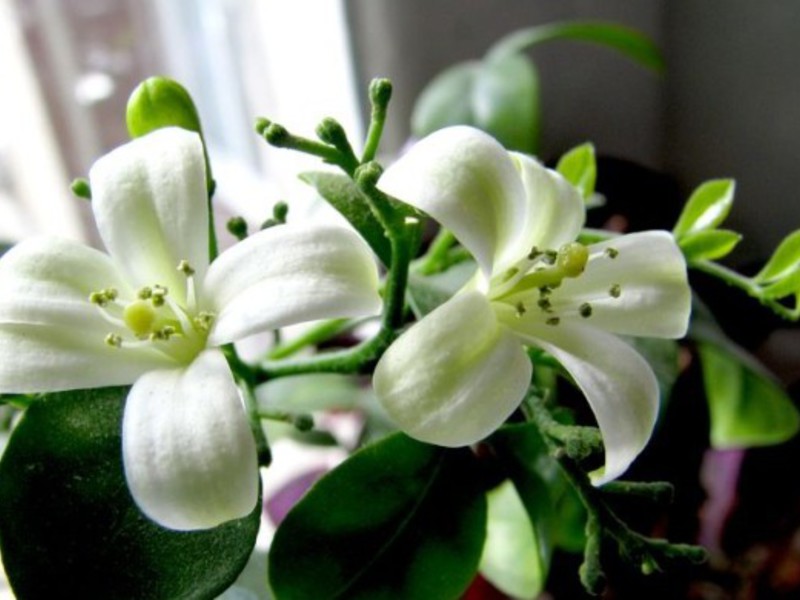 Blooming murraya Indoor flower muraya