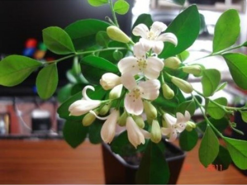 Description of the muraya plant How to grow muraya at home