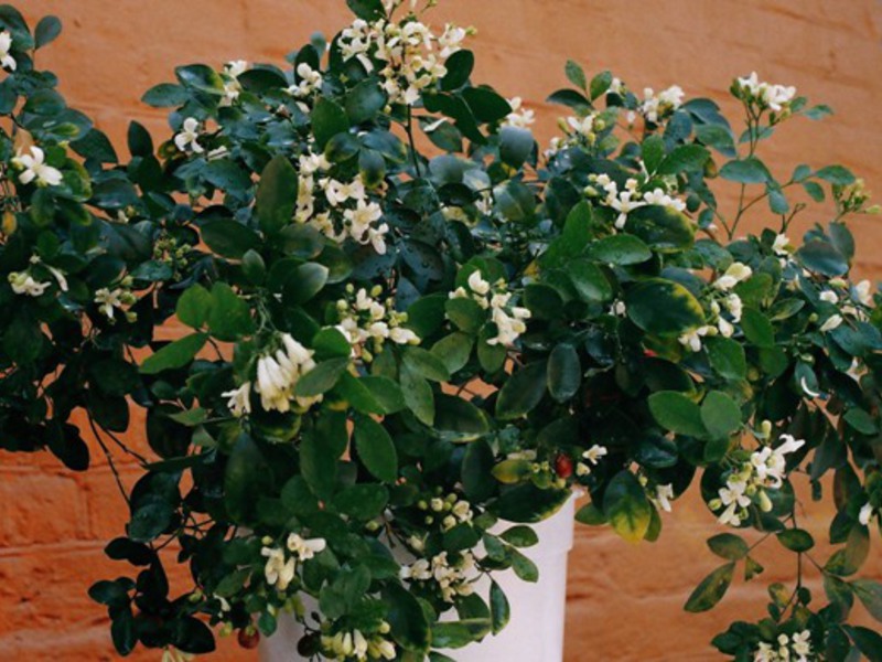 Muraya home The healing properties of Murraya