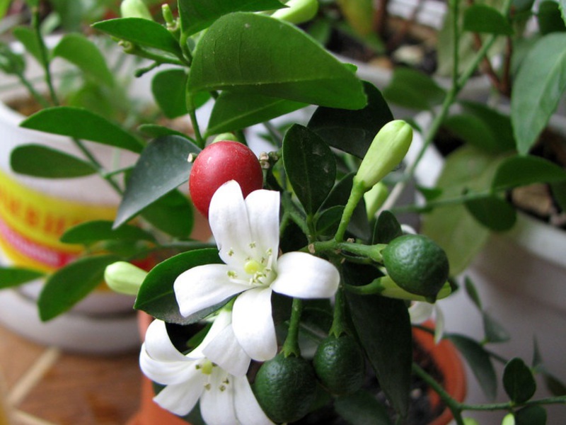 Blooming murraya - how to care How Muraya blooms