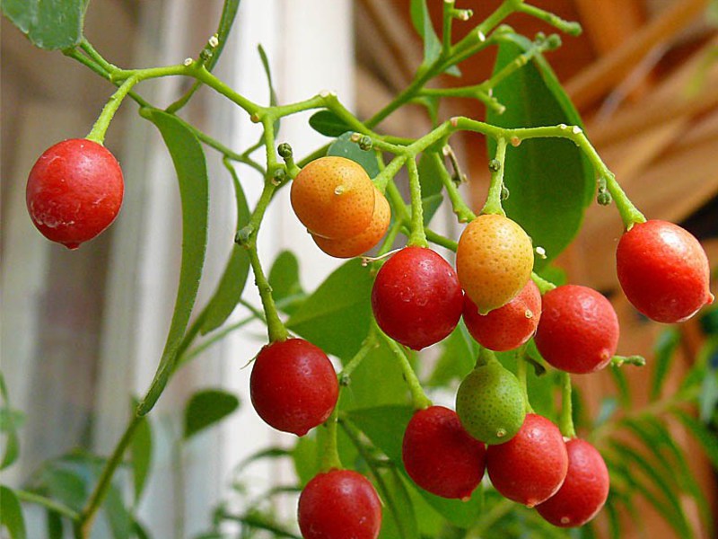 Maintenance, care and reproduction of muraya paniculata Propagation of imraya