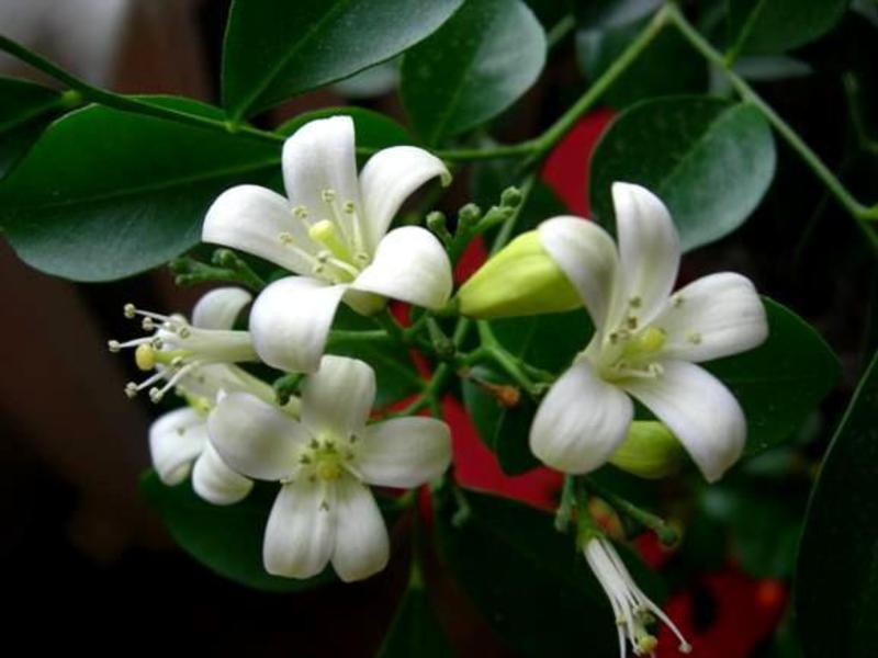 How to keep muraya Muraya Paniculata