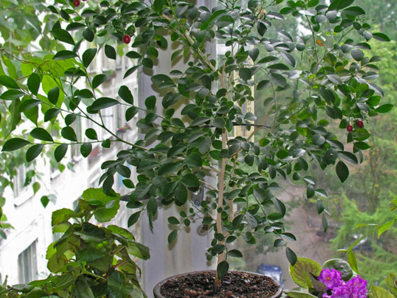 What could be the reason if muraya does not want to bloom The reason for not blooming muraya