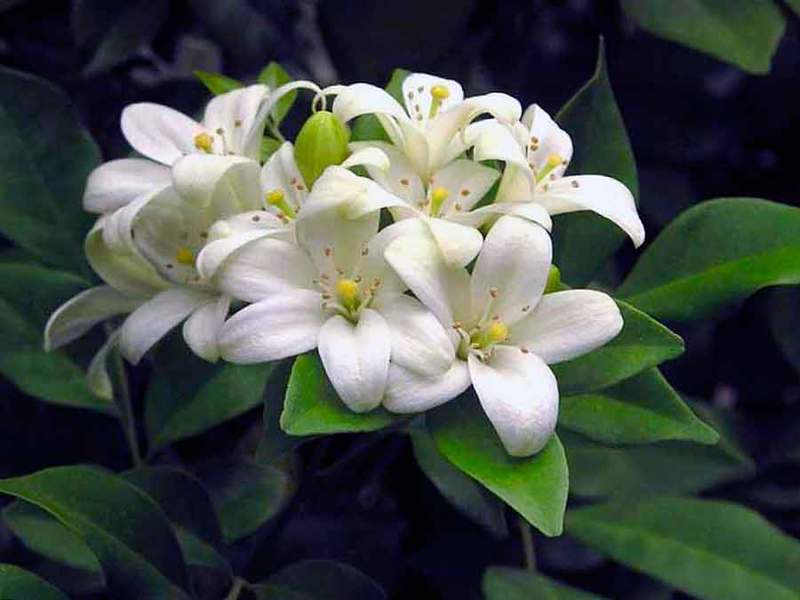 How Muraya blooms How to properly care for a muraya